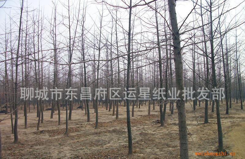 銀杏樹，白果樹，園林綠化苗木，優質銀杏苗木基地